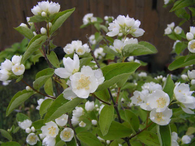  «» (Philadelphus «Alabaster») 100.jpg