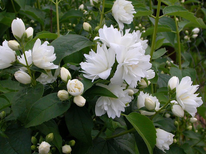  «» (Philadelphus «Girandole») 100.jpg