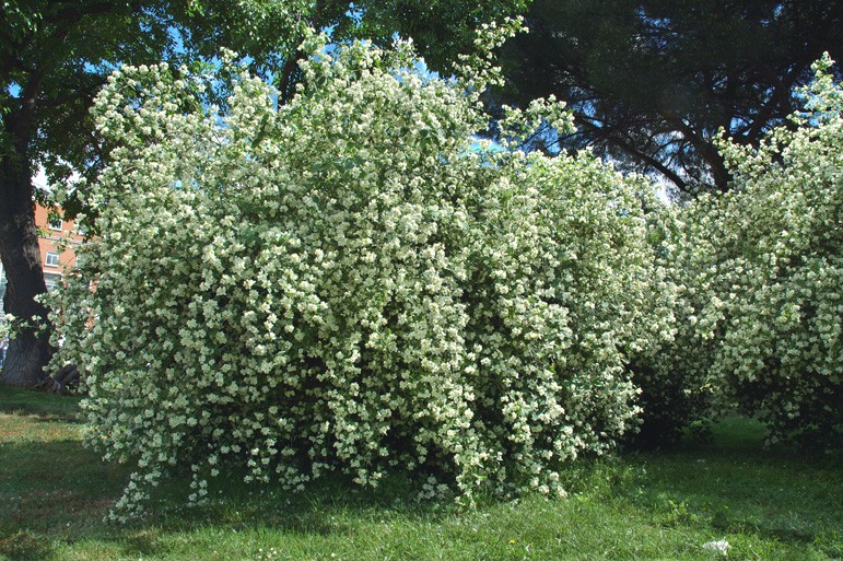    (Philadelphus coronarius) 100..jpg