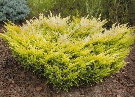   «» (Juniperus horisontalis«Limeglow»)  300.jpg