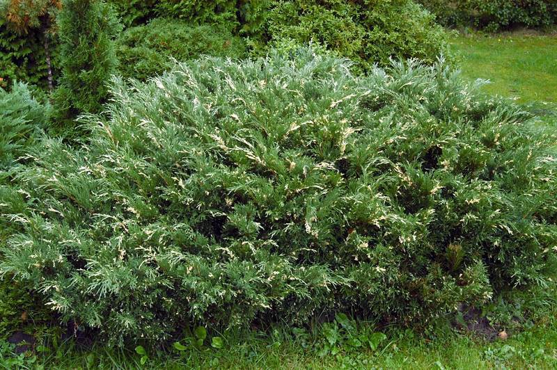     «» (Juniperus sabina Variegata) 1000.jpg