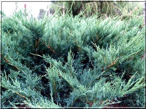   « » (Juniperus sabina Blue Danube) 300.jpg