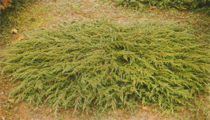   «» (Juniperus communis «Repanda») 300.jpg