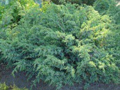     « » (Juniperus squamata Blue Swede) 350.jpg