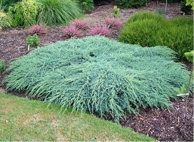     « » (Juniperus squamata Blue Carpet) 350.jpg