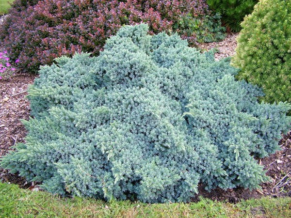    « » (Juniperus squamata Blue Star) 350.jpg