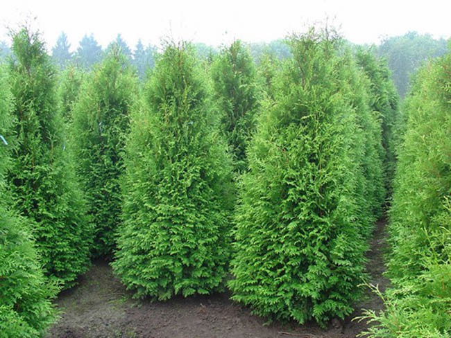   «» (Thuja occidentalis «Brabant») 300.jpg