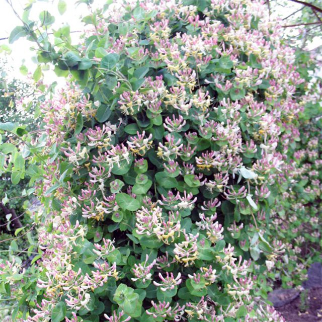   (Lonicera caprifolium) 130.jpg