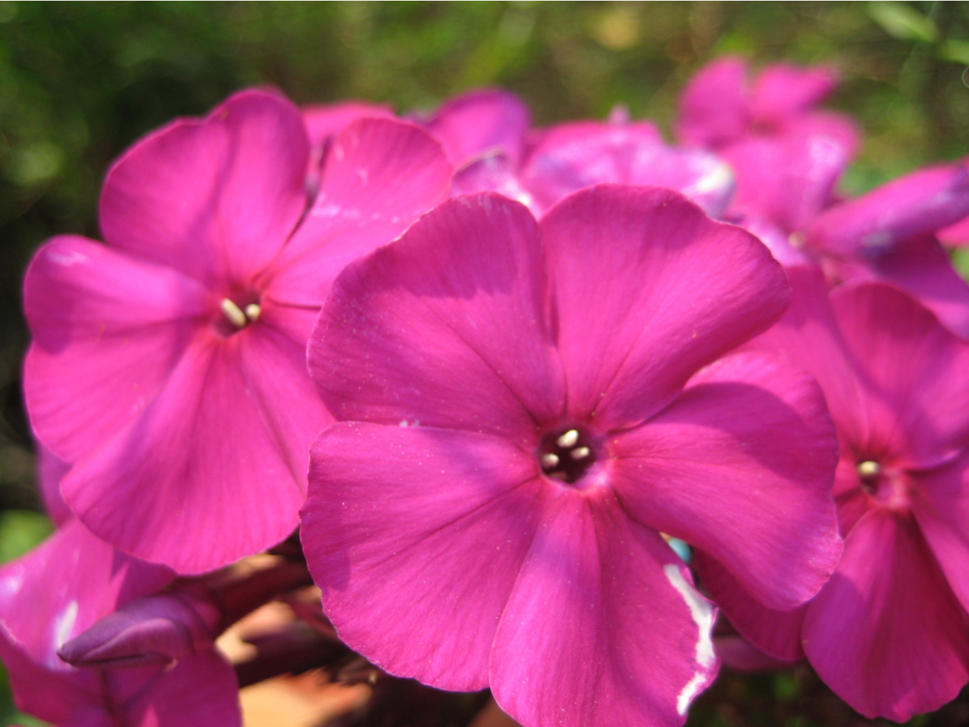 Изображение 780.jpg