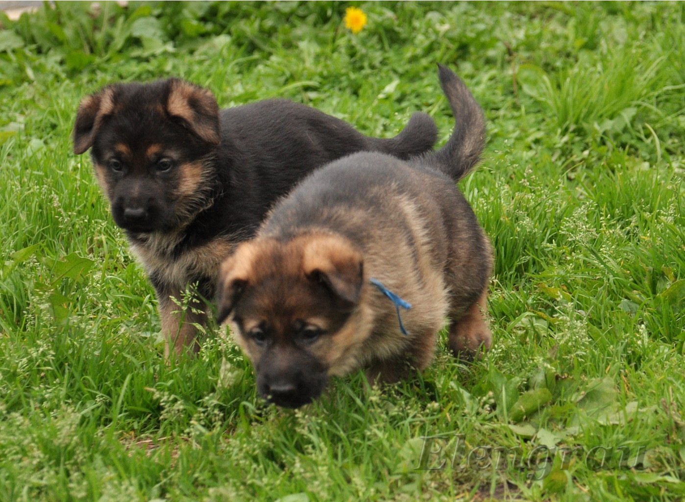 DSC_0137.JPG