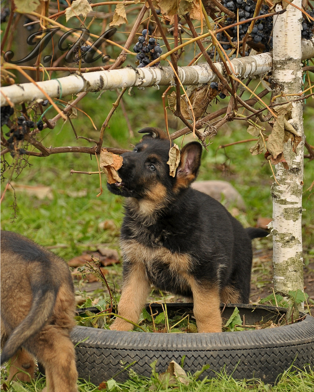 DSC_0013.JPG