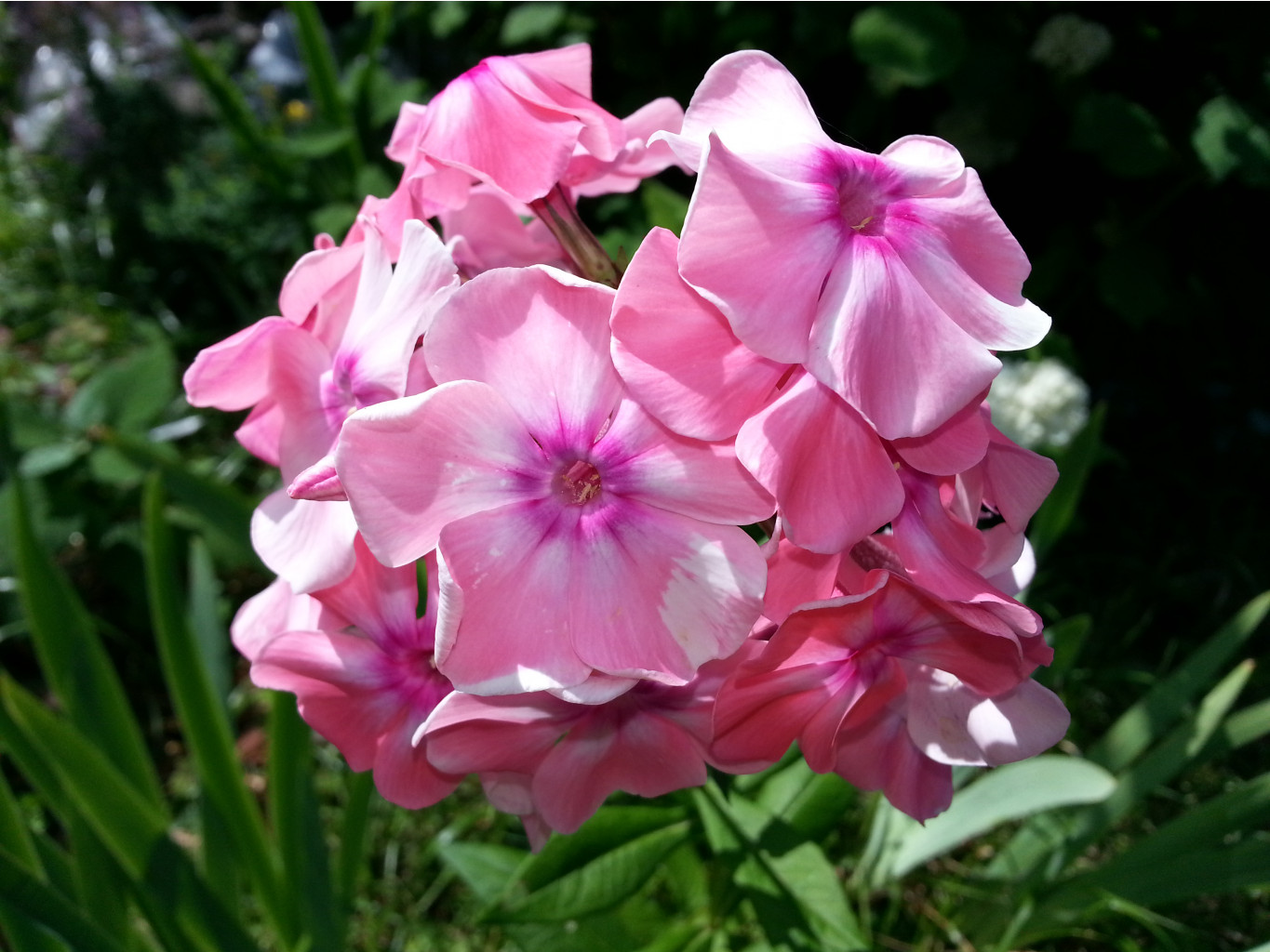 20140728_132026.jpg