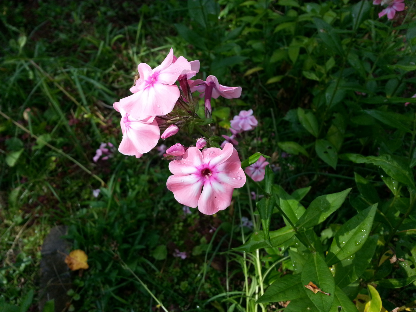 20140729_152012.jpg