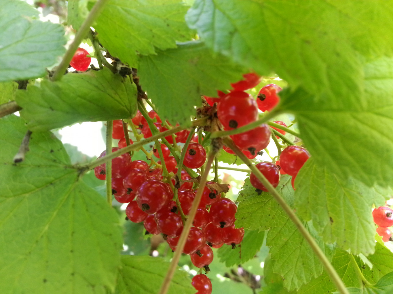 20140704_135817.jpg