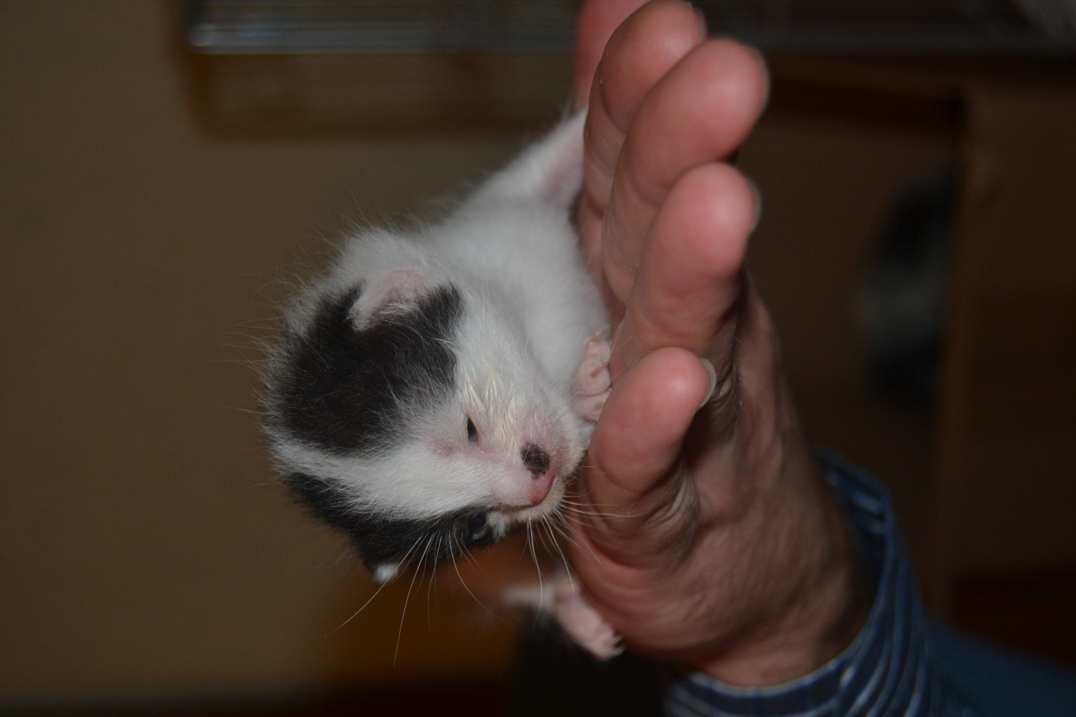 DSC_0732.JPG