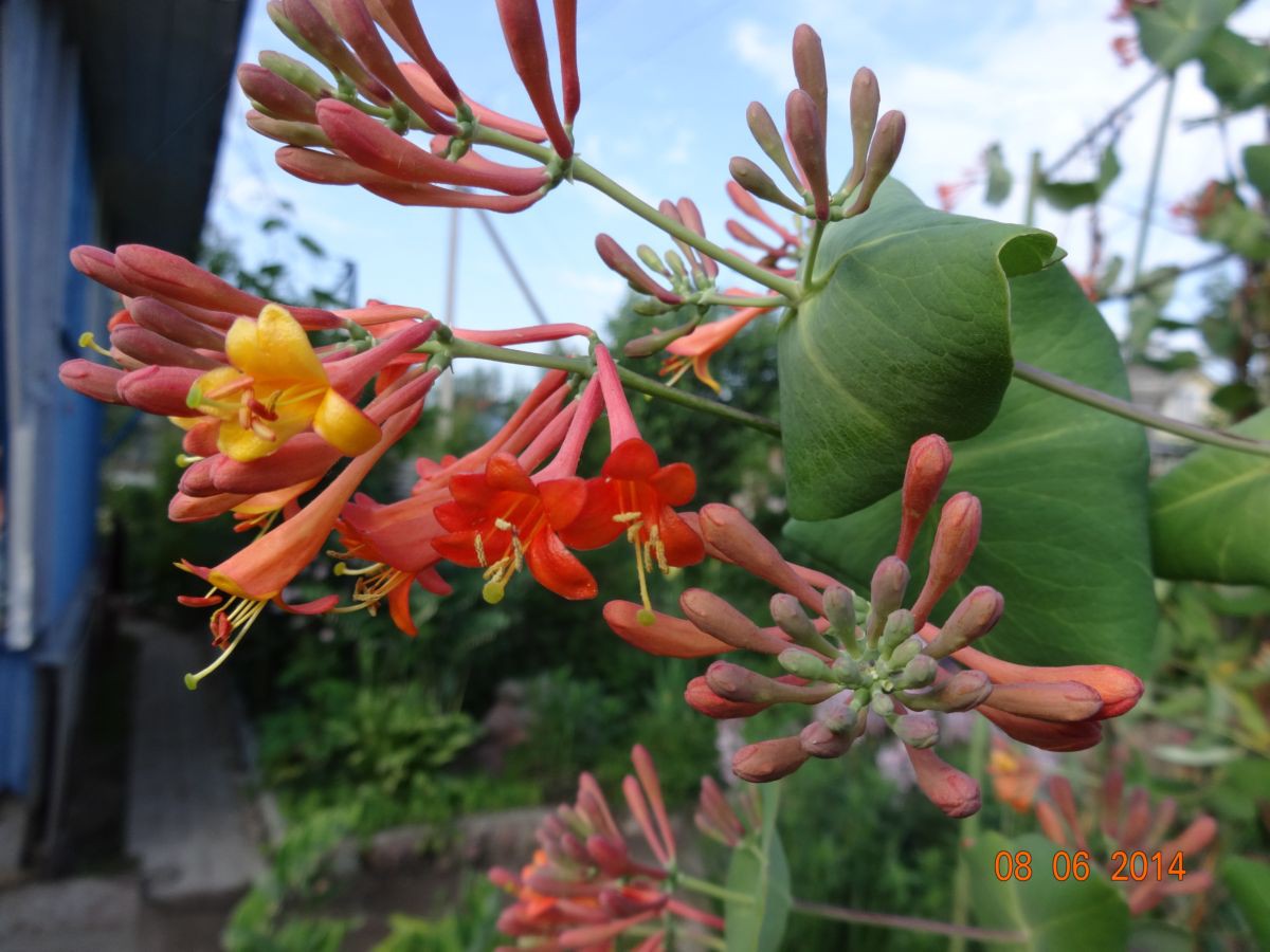     'Dropmore Scarlet'