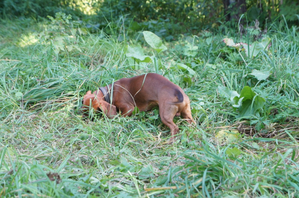 DSC04965.JPG