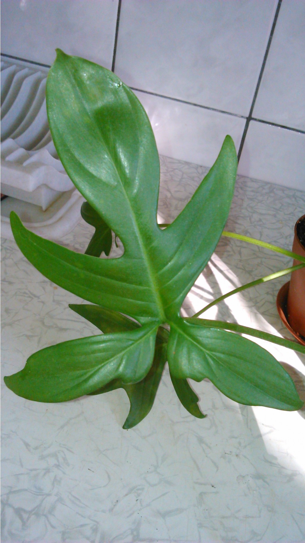   Philodendron laciniatum-    ....