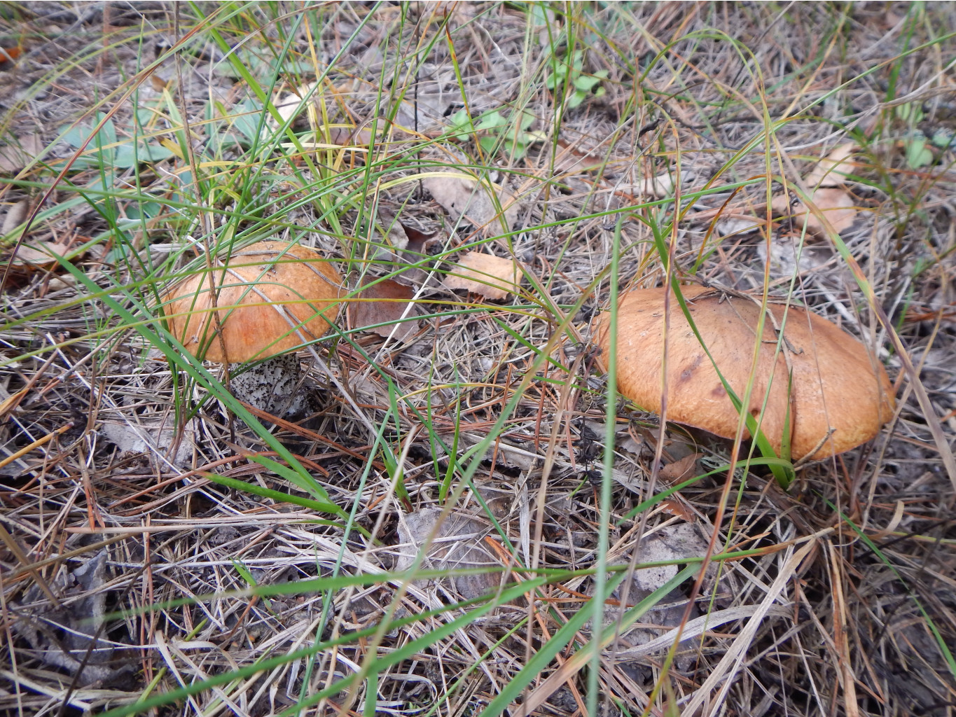 DSCN1058.JPG
