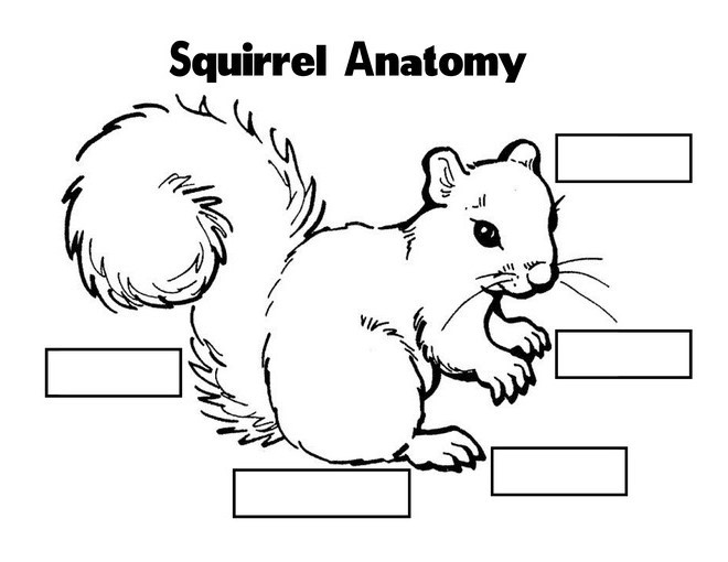squirrel_complete-14.jpg