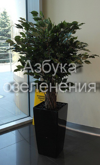 афикус.jpg