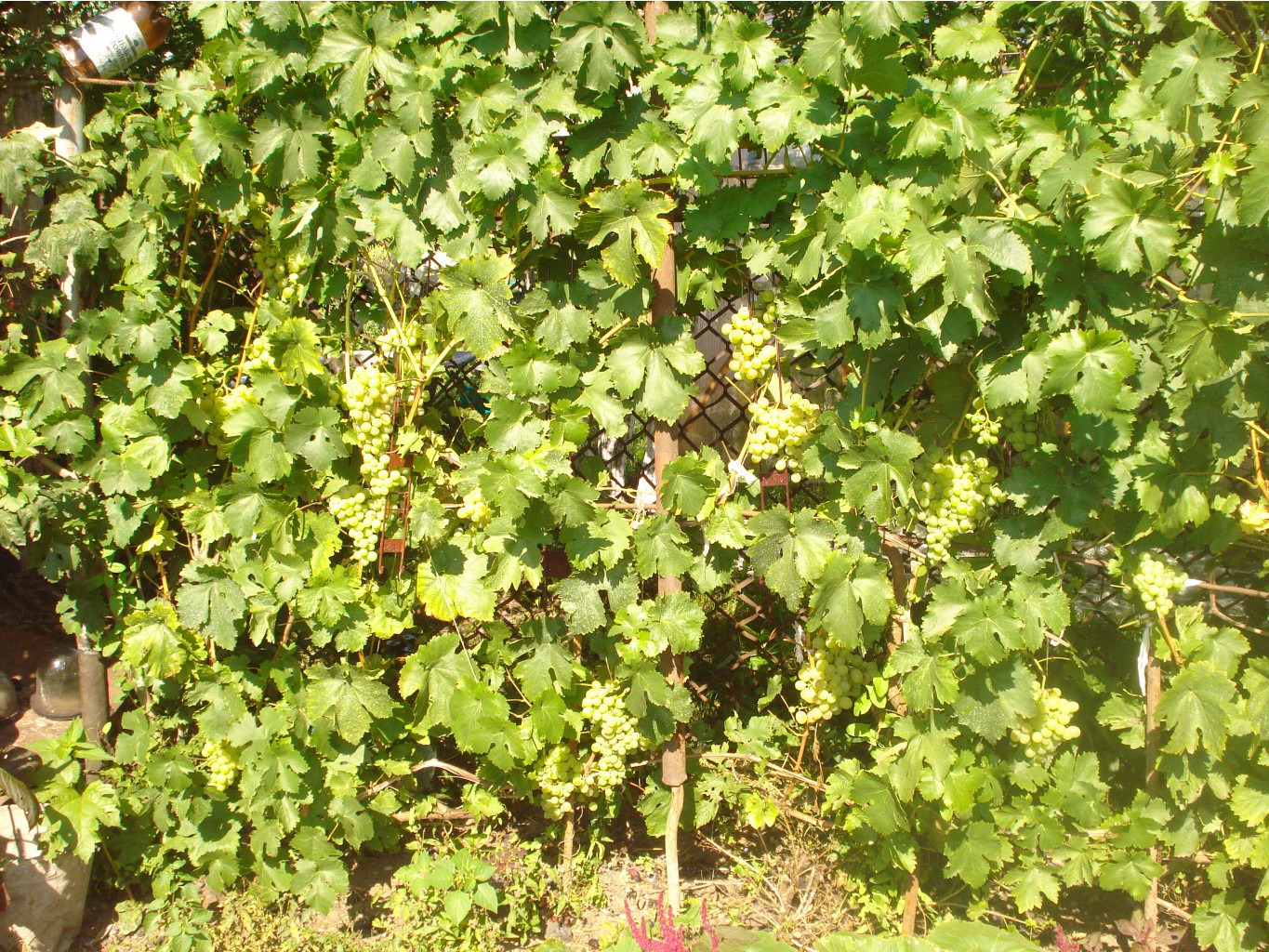 DSC05864.JPG ВОСТОРГ.