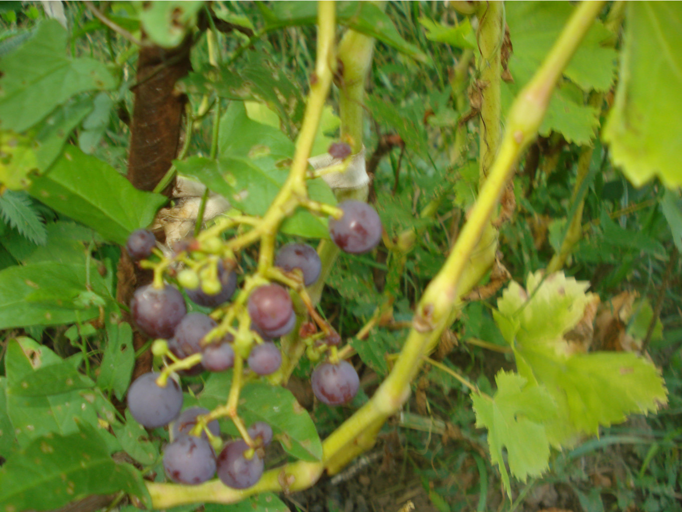 DSC05875.JPG ФЛЁЙМ СИДЛИС