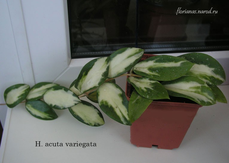  H. acuta white variegated-    ....