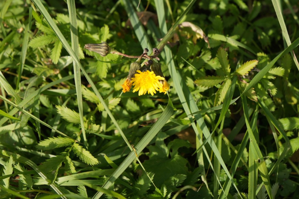 DSC05896.JPG
