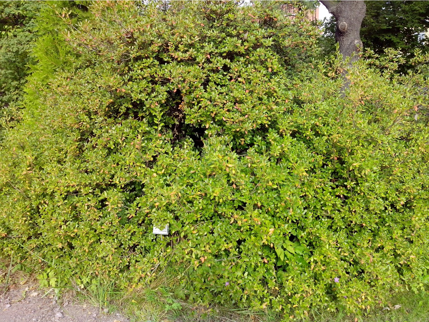 IMG_20140922_115020.jpg