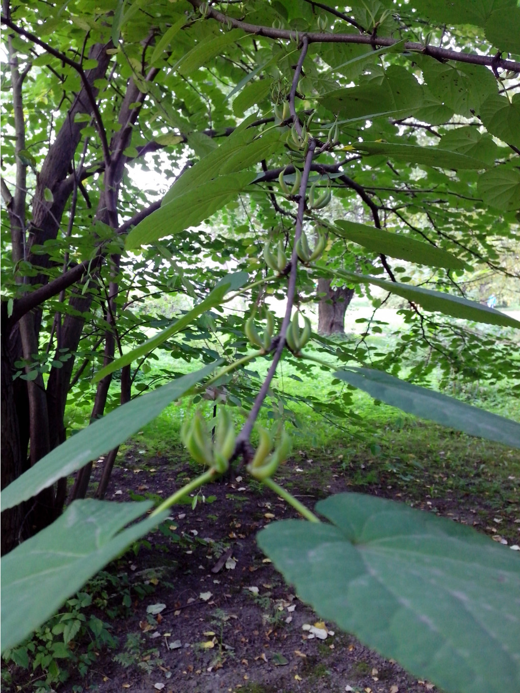 IMG_20140922_120811.jpg