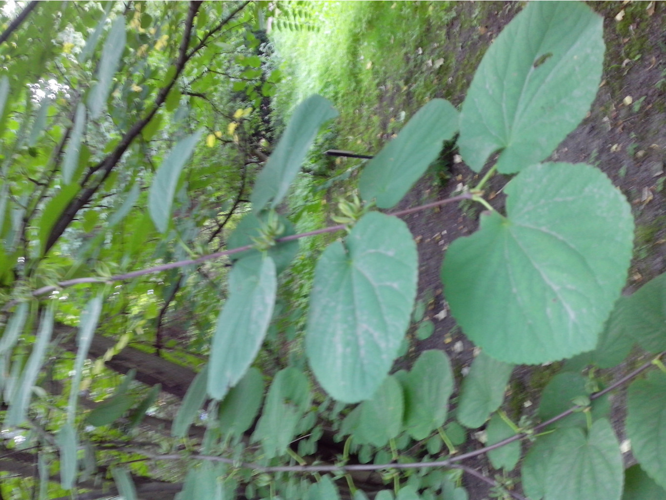IMG_20140922_121119.jpg