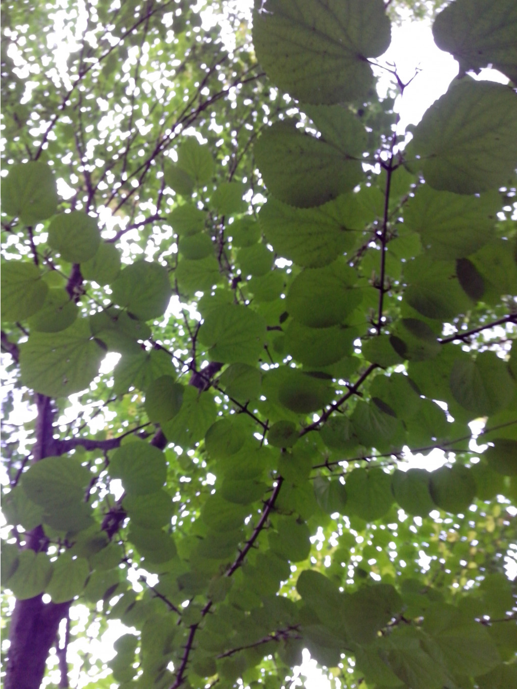 IMG_20140922_120833.jpg