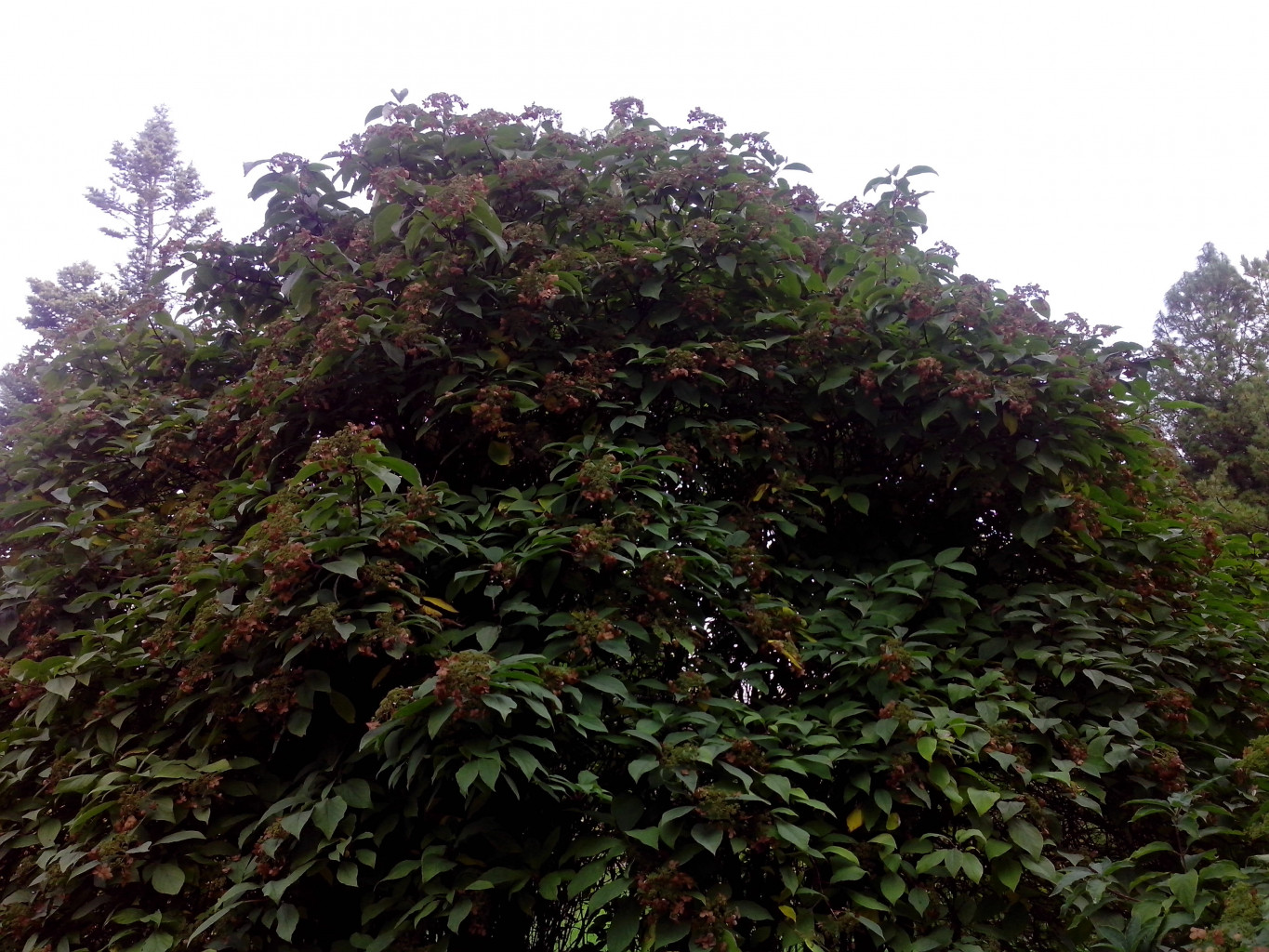 IMG_20140922_121320.jpg