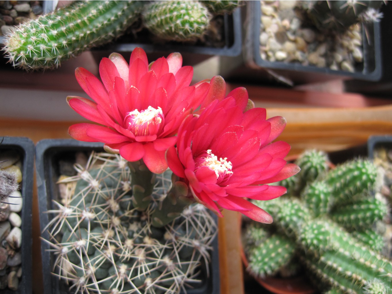 gymnocalycium baldianum 1