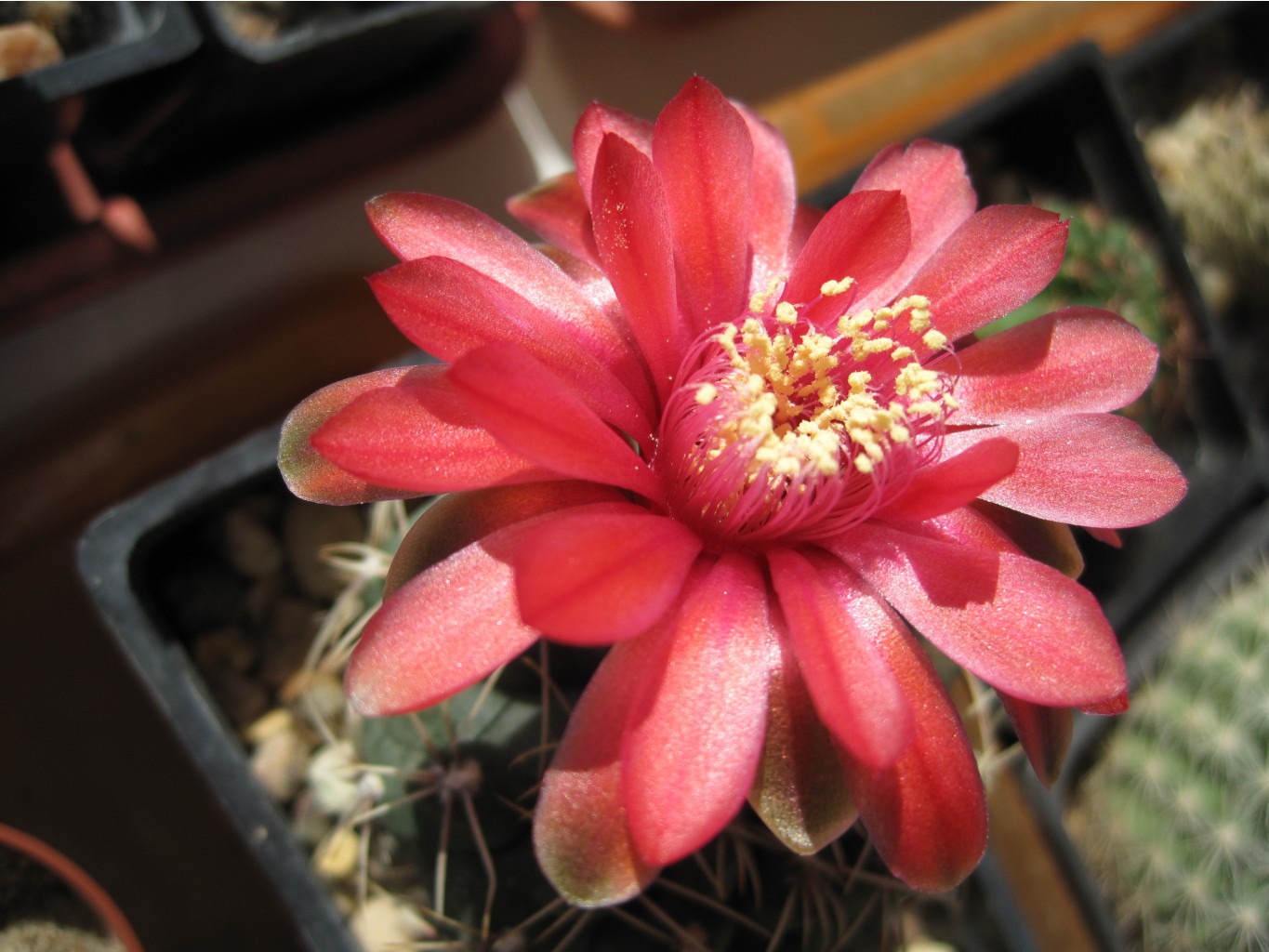 gymnocalycium baldianum 2