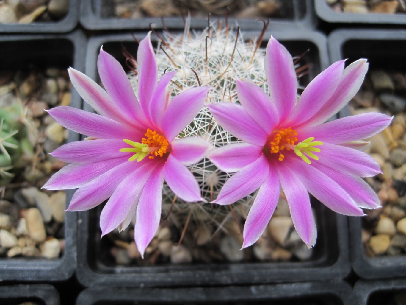 mammillaria boolii