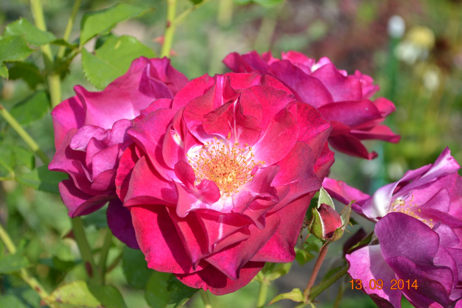 DSC_0041.JPG