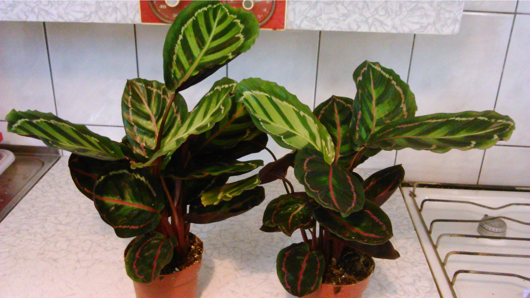   Calathea roseo-picta 'illustris'  -   450 .