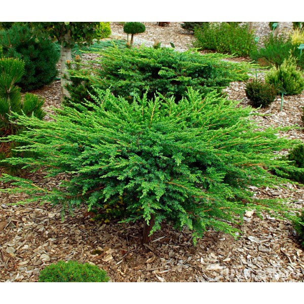    (Juniperus conf. 'Schlager') - 1,95