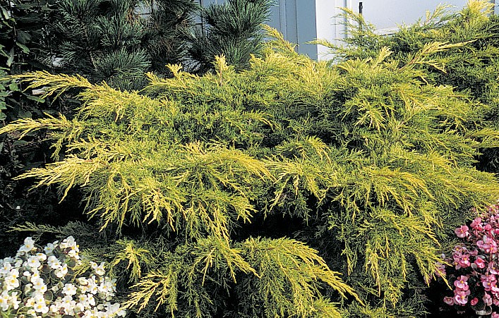      (Juniperus pf. 'Old Gold') - 1,95