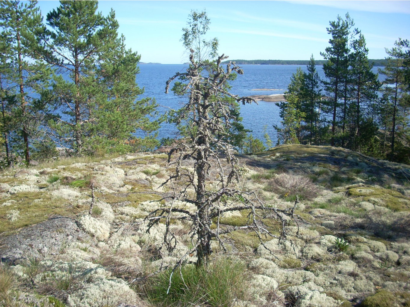  293.jpg