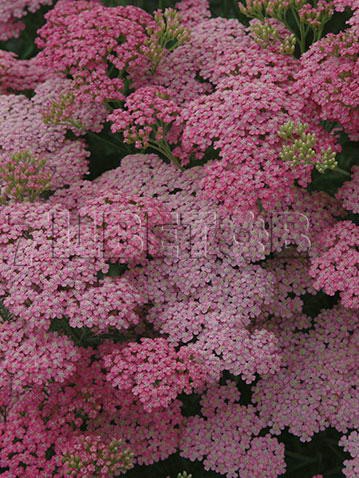 Achillea-Little-Susie.jpg