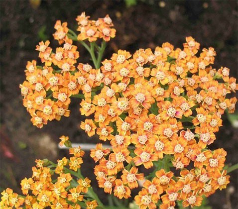 achillea-mille-terracotta.jpg