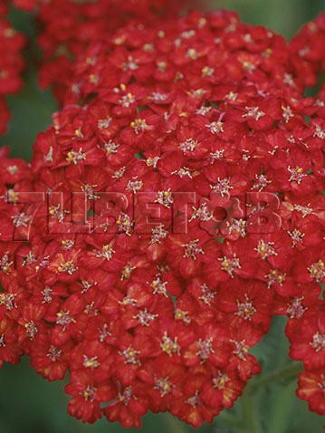 Achillea-Pretty-Woman.jpg