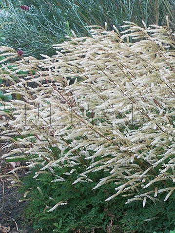 Aruncus-Guinea-Fowl.jpg