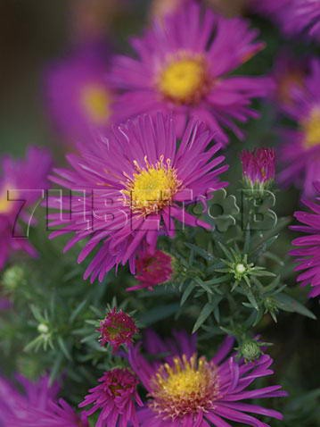 Aster-Alice-Haslam.jpg