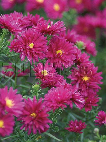 Aster-Royal-Ruby.jpg