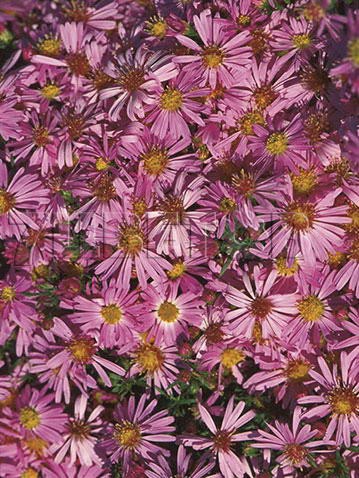 Aster-Wood's-Pink.jpg