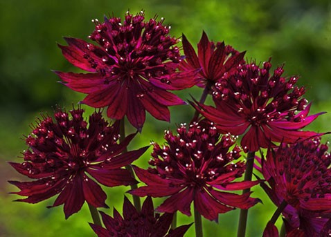 astrantia-major-venice.jpg